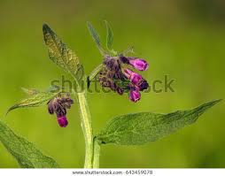 Attēlu rezultāti vaicājumam “Symphytum officinale bud”