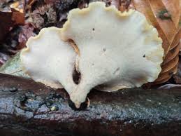 Attēlu rezultāti vaicājumam “Polyporus varius”