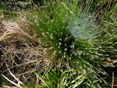 Attēlu rezultāti vaicājumam “Carex davalliana”