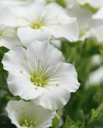 Attēlu rezultāti vaicājumam “Arenaria procera leaf”