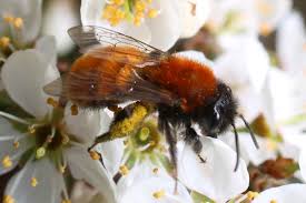 Attēlu rezultāti vaicājumam “Tenthredo campestris female”