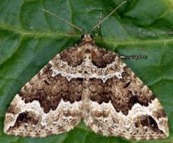 Attēlu rezultāti vaicājumam “Lampropteryx suffumata”