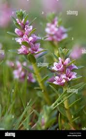 Attēlu rezultāti vaicājumam “Glaux maritima flower”