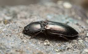 Attēlu rezultāti vaicājumam “Selatosomus aeneus”