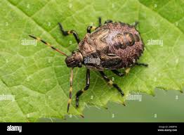 Attēlu rezultāti vaicājumam “Picromerus bidens”