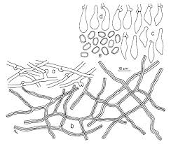 Attēlu rezultāti vaicājumam “Perenniporia medulla-panis”