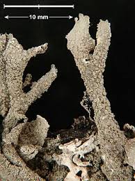 Attēlu rezultāti vaicājumam “Parmelia serrana”