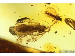 Attēlu rezultāti vaicājumam “Trichoptera egg mass”