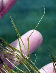 Attēlu rezultāti vaicājumam “Stuckenia pectinata leaf”