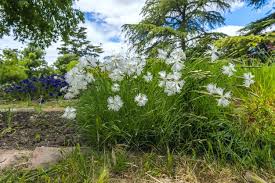 Attēlu rezultāti vaicājumam “Dianthus arenarius”