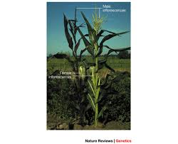 Attēlu rezultāti vaicājumam “Zea mays female flower”