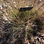 Attēlu rezultāti vaicājumam “Phleum phleoides fruit”