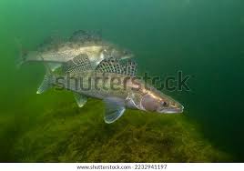 Image result for Sander canadensis/vitreus