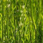 Attēlu rezultāti vaicājumam “Glyceria fluitans fruit”