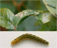 Attēlu rezultāti vaicājumam “Ancylis apicella”