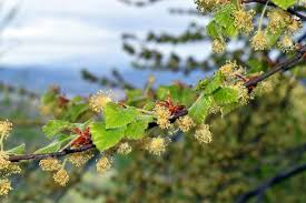 Attēlu rezultāti vaicājumam “Fagus sylvatica flower”