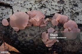 Attēlu rezultāti vaicājumam “Neobulgaria pura”