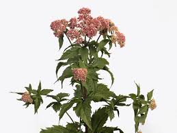 Image result for Eupatorium cannabinum
