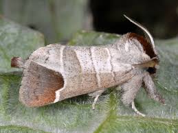 Attēlu rezultāti vaicājumam “Clostera pigra”