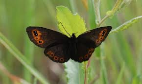 Attēlu rezultāti vaicājumam “Erebia ligea upperside”
