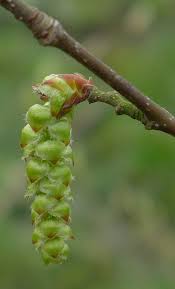 Attēlu rezultāti vaicājumam “Carpinus betulus female flower”