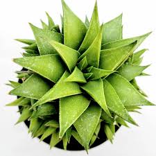 Attēlu rezultāti vaicājumam “Aloina rigida sporophyte”