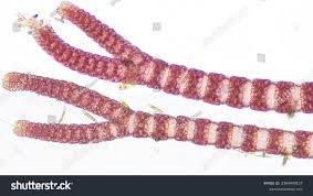 Attēlu rezultāti vaicājumam “Ceramium sp.”