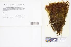 Attēlu rezultāti vaicājumam “Scorpidium cossonii”