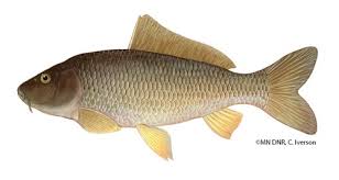 Image result for Carpiodes cyprinus