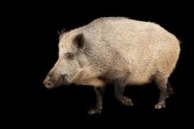 Attēlu rezultāti vaicājumam “Sus scrofa”