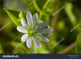 Attēlu rezultāti vaicājumam “Myosoton aquaticum flower”