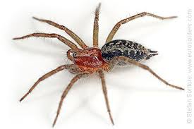 Attēlu rezultāti vaicājumam “Agelena labyrinthica”