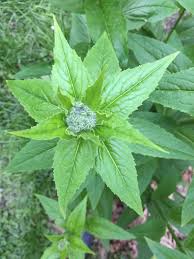 Attēlu rezultāti vaicājumam “Hesperis matronalis bud”