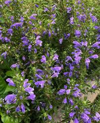 Image result for Dracocephalum moldavicum