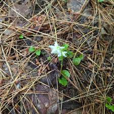 Attēlu rezultāti vaicājumam “Moneses uniflora fruit”