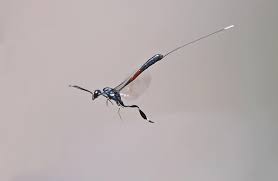 Attēlu rezultāti vaicājumam “Gasteruption jaculator”