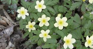 Attēlu rezultāti vaicājumam “Anemone x lipsiensis leaf”