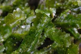 Attēlu rezultāti vaicājumam “Homalia trichomanoides”