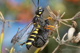 Attēlu rezultāti vaicājumam “Cerceris arenaria”