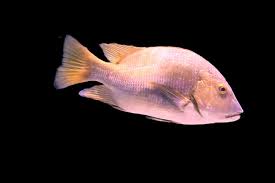 Image result for Lutjanus campechanus