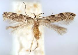 Attēlu rezultāti vaicājumam “Gelechia jakovlevi”