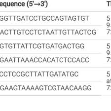 Attēlu rezultāti vaicājumam “Diderma ochraceum young”