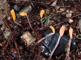 Attēlu rezultāti vaicājumam “Mollisia amenticola”