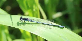 Attēlu rezultāti vaicājumam “Coenagrion pulchellum male”