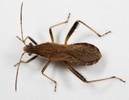 Attēlu rezultāti vaicājumam “Alydus calcaratus”