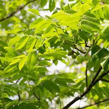 Attēlu rezultāti vaicājumam “Juglans cinerea flower”