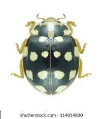 Attēlu rezultāti vaicājumam “Sospita vigintiguttata”