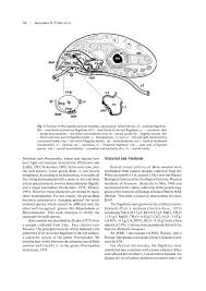 Attēlu rezultāti vaicājumam “Symphytocarpus impexus”