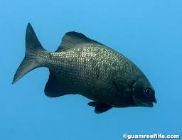 Image result for Kyphosus