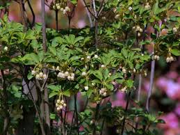 Attēlu rezultāti vaicājumam “Enkianthus chinensis flower”